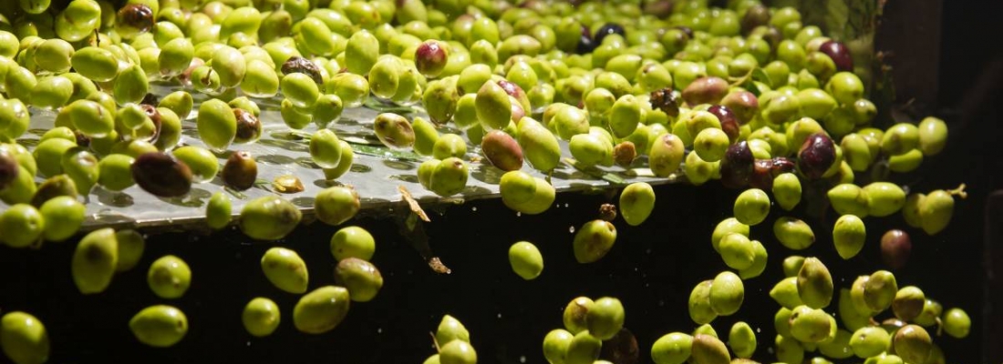 Andalucía y las aceitunas