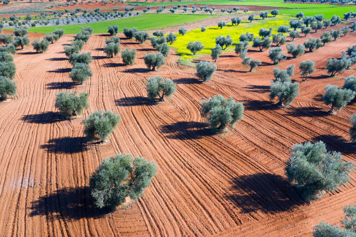 Andalucía y las aceitunas