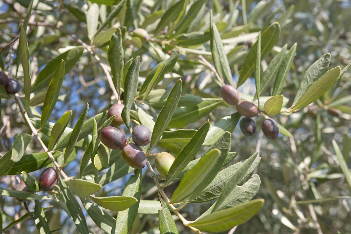 Andalucía y las aceitunas