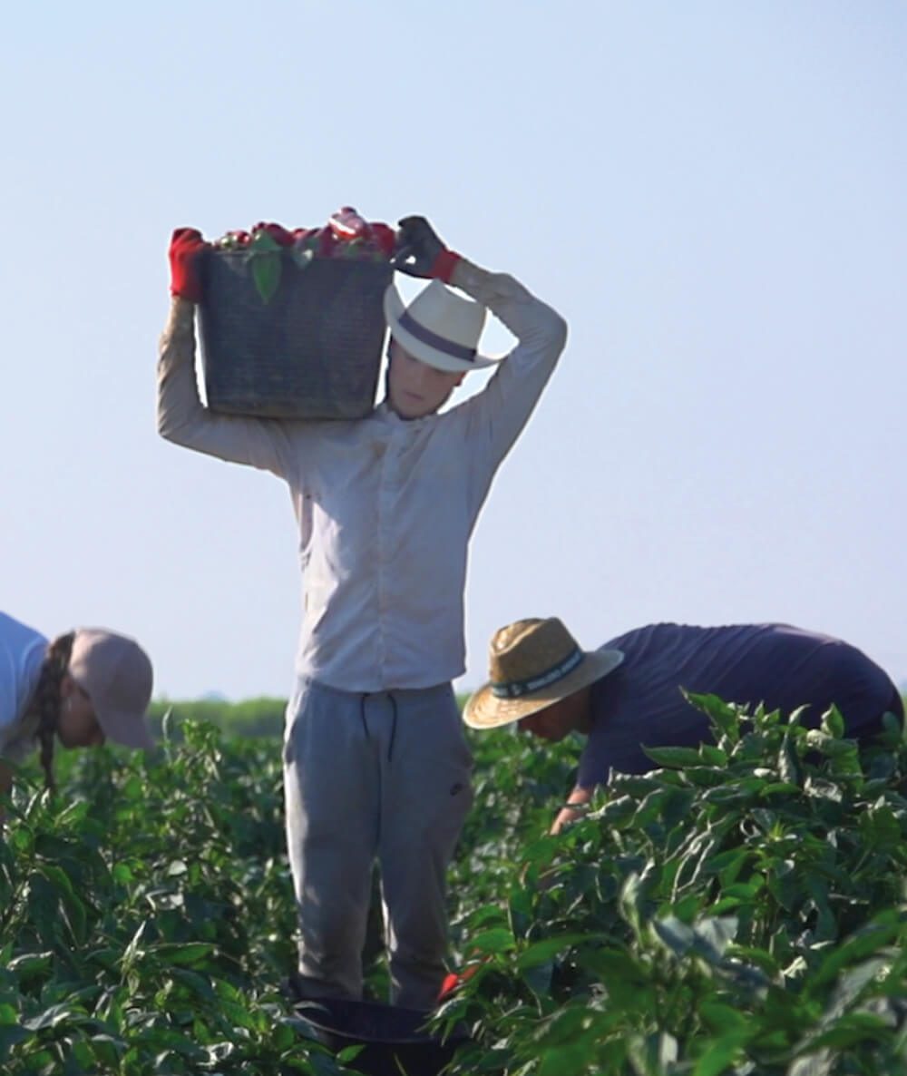 huerta campo rico responsive img vid