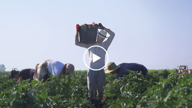 huerta campo rico video png